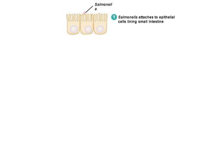 1 Salmonella attaches to epithelial cells lining small intestine Salmonell a.