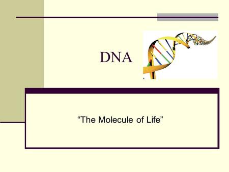 DNA “The Molecule of Life”. Do Now What is DNA? Why is it important? Who helped to discover DNA and it’s structure? Draw a picture of what you think DNA.