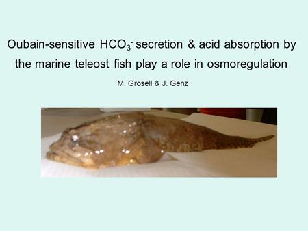 Oubain-sensitive HCO 3 - secretion & acid absorption by the marine teleost fish play a role in osmoregulation M. Grosell & J. Genz.