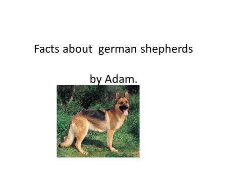 Facts about german shepherds by Adam. A female shepherd gives birth to a litter of puppies. Shepherd puppies are playful and grow quickly.