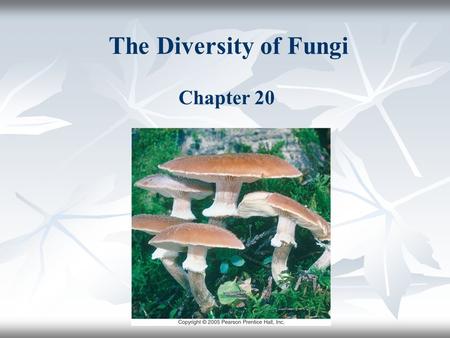 The Diversity of Fungi Chapter 20.