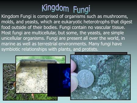 Kingdom Fungi is comprised of organisms such as mushrooms, molds, and yeasts, which are eukaryotic heterotrophs that digest food outside of their bodies.