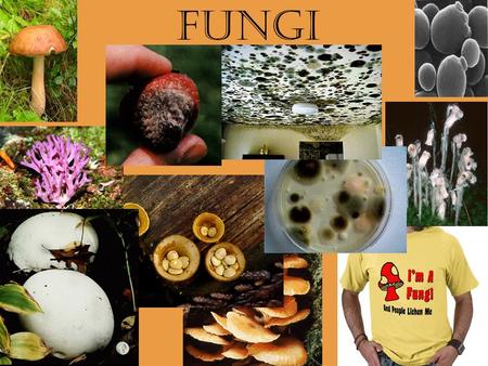 FUNGI.