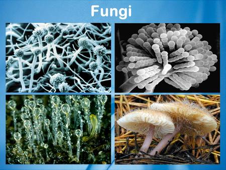 Fungi.