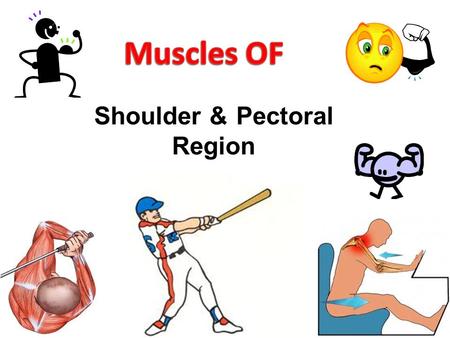 LEC: Anatomy: Upper Extremity I (Revised)