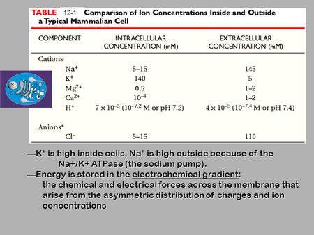 —K + is high inside cells, Na + is high outside because of the Na+/K+ ATPase (the sodium pump). —Energy is stored in the electrochemical gradient: the.