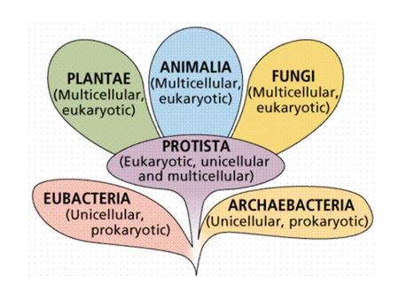 THE SIX KINGDOMS OF LIFE