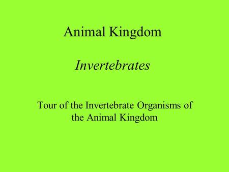 Animal Kingdom Invertebrates