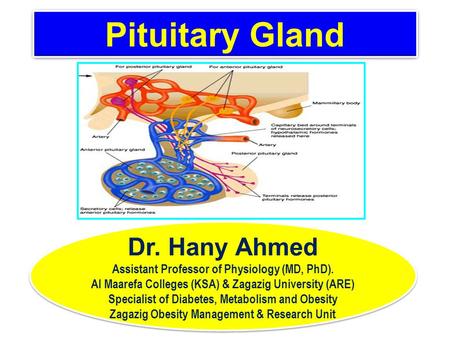 Pituitary Gland Dr. Hany Ahmed Assistant Professor of Physiology (MD, PhD). Al Maarefa Colleges (KSA) & Zagazig University (ARE) Specialist of Diabetes,