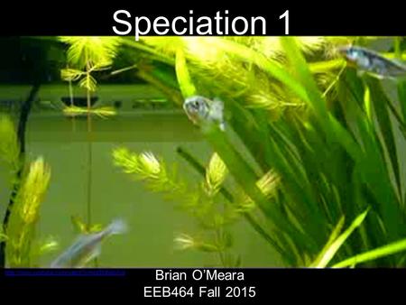 Speciation 1 Brian O’Meara EEB464 Fall 2015