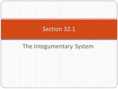 The Integumentary System