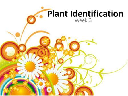 Plant Identification Week 3. Marguerite Daisy Argyranthemum frutescens Rounded flowering shrub Deeply dissected bright green foliage White daisy like.