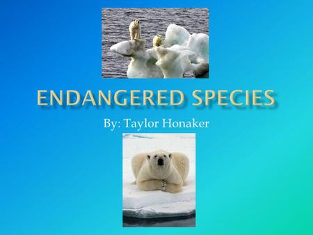 Endangered species By: Taylor Honaker.