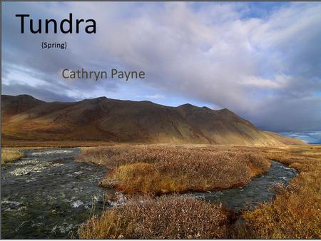 Tundra Cathryn Payne (Spring). Climate  The temperatures in the tundra are extremely low. Only a few weeks at most have temperatures above freezing.