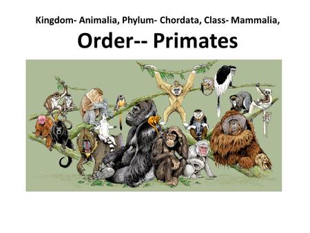 Kingdom- Animalia, Phylum- Chordata, Class- Mammalia, Order-- Primates.