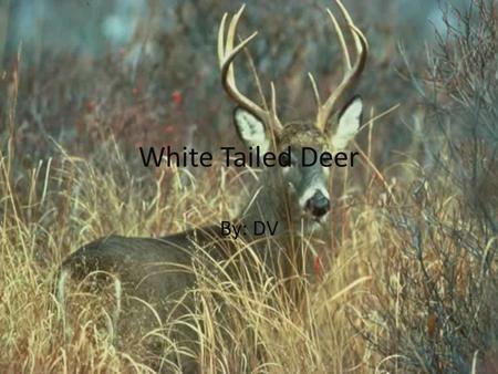 White Tailed Deer By: DV. Family Genus: Odocoileinae Species family: White Tailed Deer Species: Mammalia.