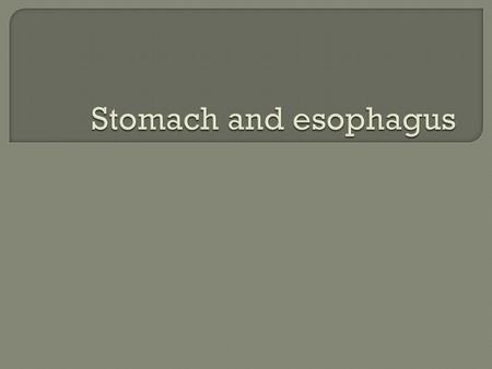 Stomach and esophagus.