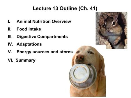 Lecture 13 Outline (Ch. 41) I.Animal Nutrition Overview II.Food Intake III.Digestive Compartments IV.Adaptations V.Energy sources and stores VI. Summary.