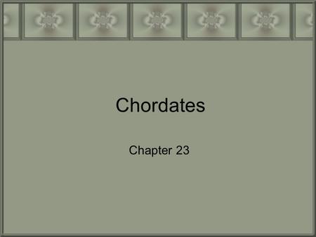 Chordates Chapter 23. I. Ancestry and Evolution  Anatomical, developmental, and molecular evidence indicate chordates arose about 570 mya from lineage.