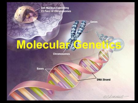 Molecular Genetics. In 1869 a researcher was working with cells and studying the nucleus. He found the nucleus was filled with a white goo and it was.