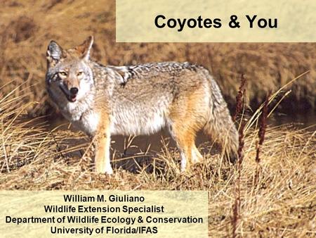 Coyotes & You William M. Giuliano Wildlife Extension Specialist Department of Wildlife Ecology & Conservation University of Florida/IFAS.