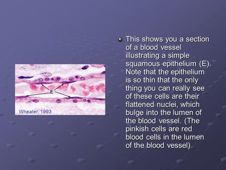 This shows you a section of a blood vessel illustrating a simple squamous epithelium (E). Note that the epithelium is so thin that the only thing you can.