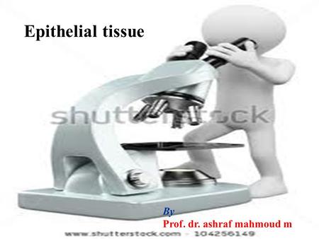 . Lecture [2] By Prof. dr. ashraf mahmoud m Epithelial tissue.