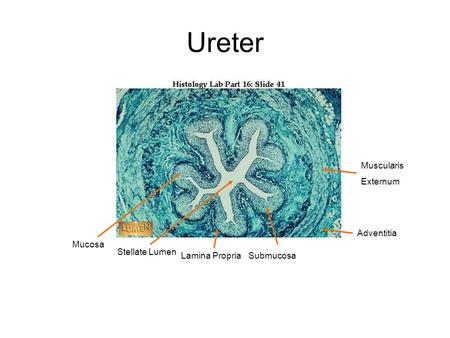 Ureter Stellate Lumen Mucosa Adventitia Lamina PropriaSubmucosa Muscularis Externum.