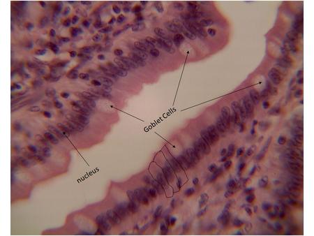 Goblet Cells nucleus. When we look at a cross section of the trachea we can see two tissues as well. Pseudostratified ciliated columnar epithelium Hyaline.