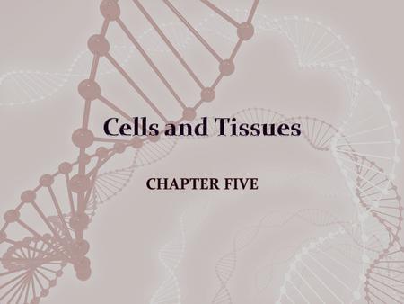 Introduction Tissue – cells organized into groups that are specialized to carry out a specific function Four major tissue types (table 5.1) – Epithelial.