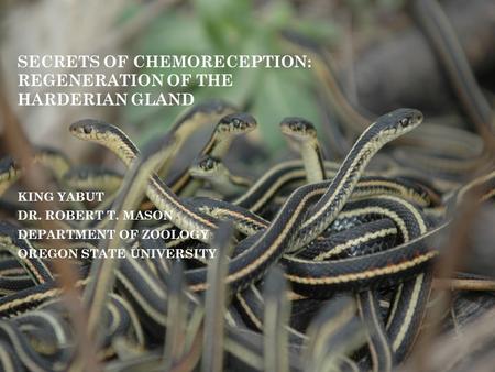 SECRETS OF CHEMORECEPTION: REGENERATION OF THE HARDERIAN GLAND KING YABUT DR. ROBERT T. MASON DEPARTMENT OF ZOOLOGY OREGON STATE UNIVERSITY.