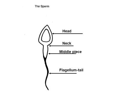 Head Neck Middle piece Flagellum-tail. 23 Acrosomal cap (enzymes) Nucleus with chromosomes Mitochondrial spiral.