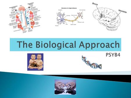 PSYB4. Can you answer this question? Discuss the biological approach in psychology. Refer to at least one other approach in your answer (12 marks)