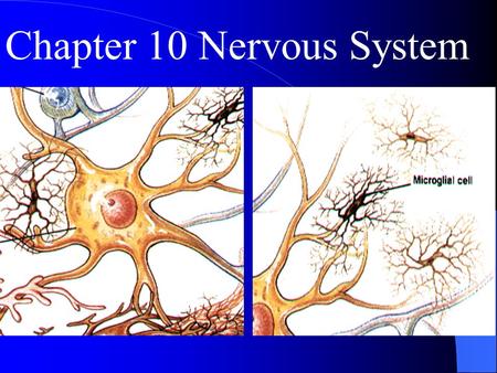 Chapter 10 Nervous System