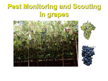 Pest Monitoring and Scouting in grapes