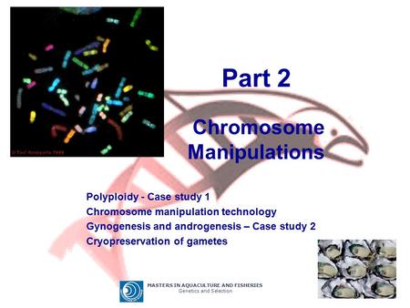 Part 2 Chromosome Manipulations