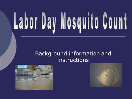 Background information and instructions. Different Types of Mosquitoes  There are many different mosquito species around the world  You will be dealing.