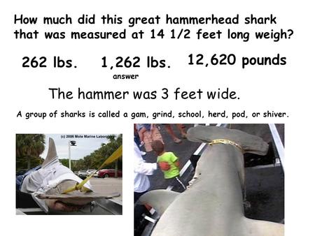 How much did this great hammerhead shark that was measured at 14 1/2 feet long weigh? The hammer was 3 feet wide. 262 lbs.1,262 lbs. 12,620 pounds answer.