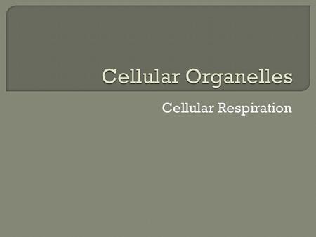 Cellular Organelles Cellular Respiration.