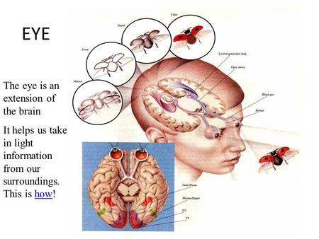 EYE The eye is an extension of the brain