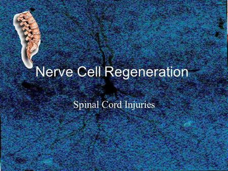 Nerve Cell Regeneration Spinal Cord Injuries. An illness genetic screening will never predict…. Who is effected –82% Male –Common Age per Capita 16-30.