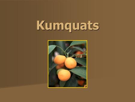 Kumquats. Kumquats Kumquats grow on a 8 to 15 foot slow-growing evergreen shrub. The leaves are dark glossy green. The fruit resembles a very small oval.