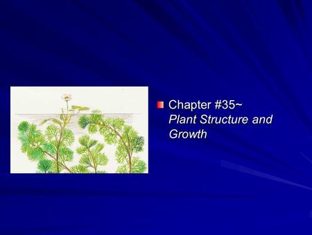 Chapter #35~ Plant Structure and Growth