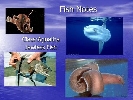 Fish Notes Class:Agnatha Jawless Fish. General Fish Information Fish make up half of all vertebrates on Earth. Fish make up half of all vertebrates on.