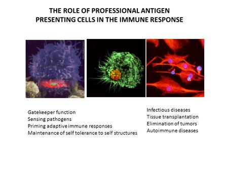 Infectious diseases Tissue transplantation Elimination of tumors Autoimmune diseases Gatekeeper function Sensing pathogens Priming adaptive immune responses.