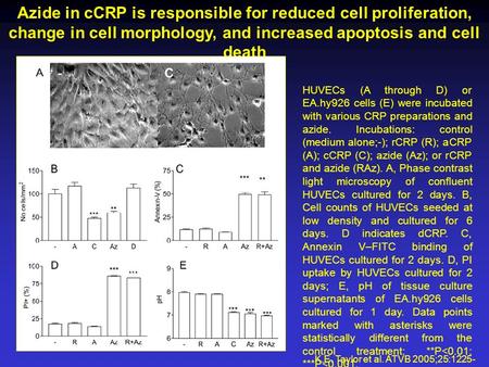 Azide in cCRP is responsible for reduced cell proliferation, change in cell morphology, and increased apoptosis and cell death K.E. Taylor et al. ATVB.