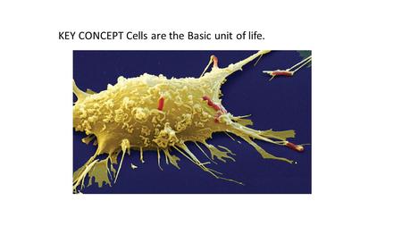 KEY CONCEPT Cells are the Basic unit of life.. The cell theory grew out of the work of many scientists and improvements in the microscope. Many scientists.