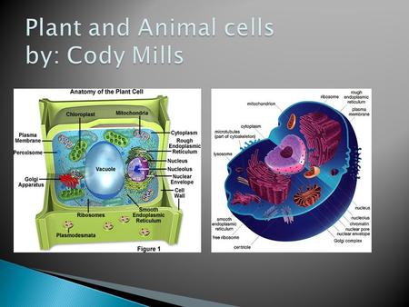  The important thing that connects plants is photosynthesis. Photosynthesis is a process that all plants have. This process allows plants to take in.