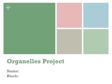 + Organelles Project Name: Block:. + Cytoskeleton Function: Analogy: Plant cell/animal cell/both.