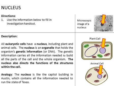 2 NUCLEUS Time: 3-5 min Directions: 1.Use the information below to fill in investigation handout. Description: All eukaryotic cells have a nucleus, including.